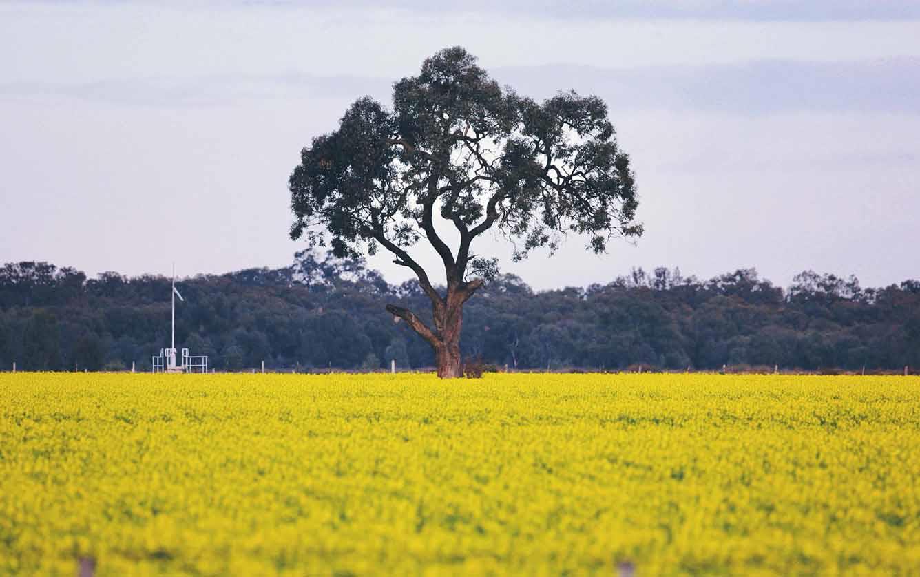 LOCATIONS TO ADMIRE CANOLA FLOWERS IN SPRING IN AUSTRALIA