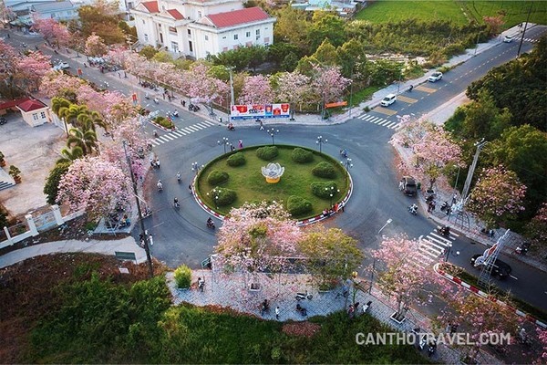 Check In Đường Hoa Kèn Hồng Đẹp Nhất Miền Tây